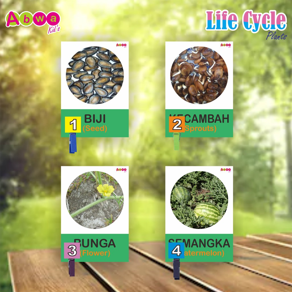 Life Cycle Tumbuhan