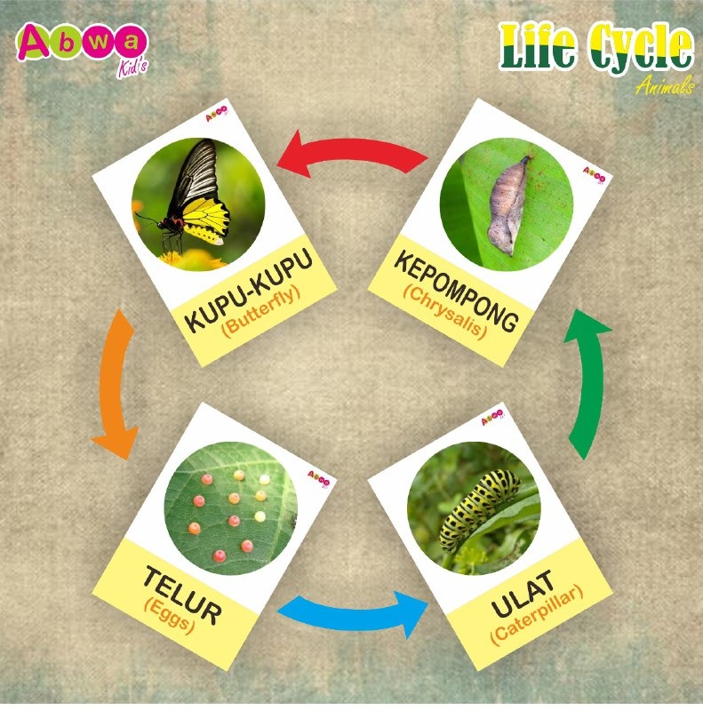 Life Cycle Animals