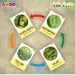 Life Cycle Animals